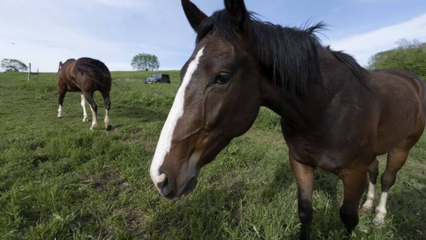 Mountain Valley Farm NY - Must Know Things Before Going Horseback Riding