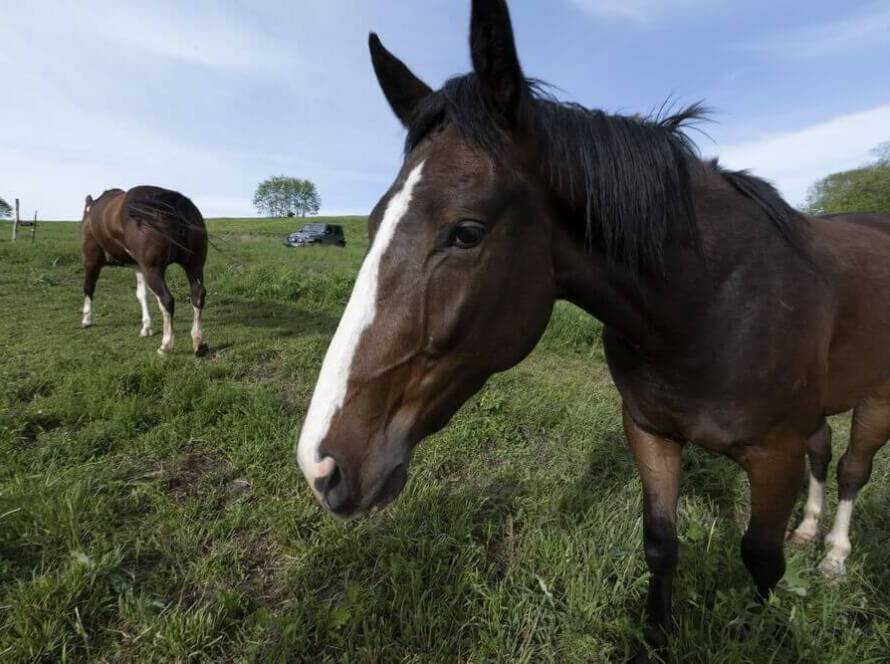 Mountain Valley Farm NY - Must Know Things Before Going Horseback Riding