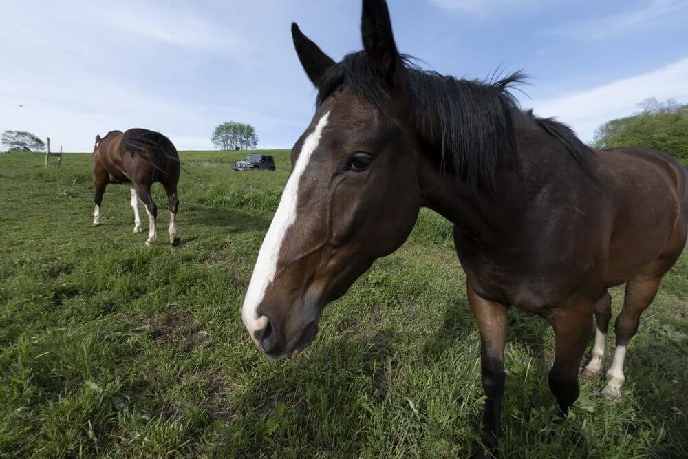 Mountain Valley Farm NY - Must Know Things Before Going Horseback Riding