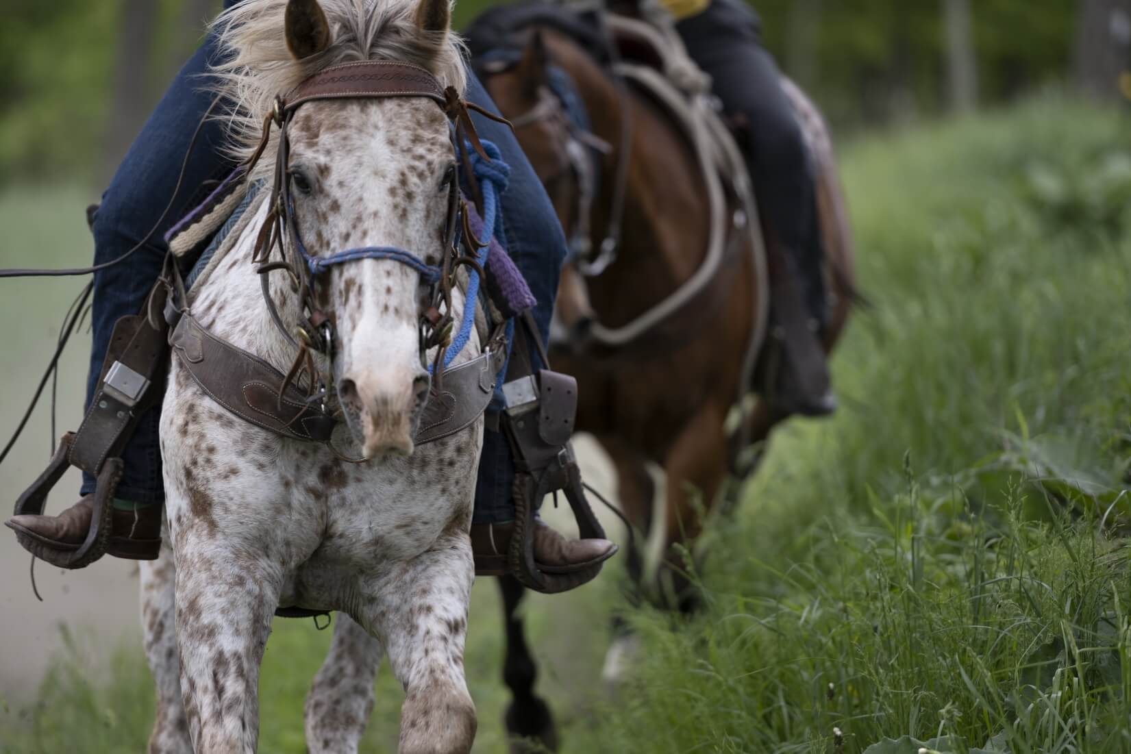 Trail Riding | 2 Hours